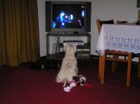 Klik op de foto voor groter formaat